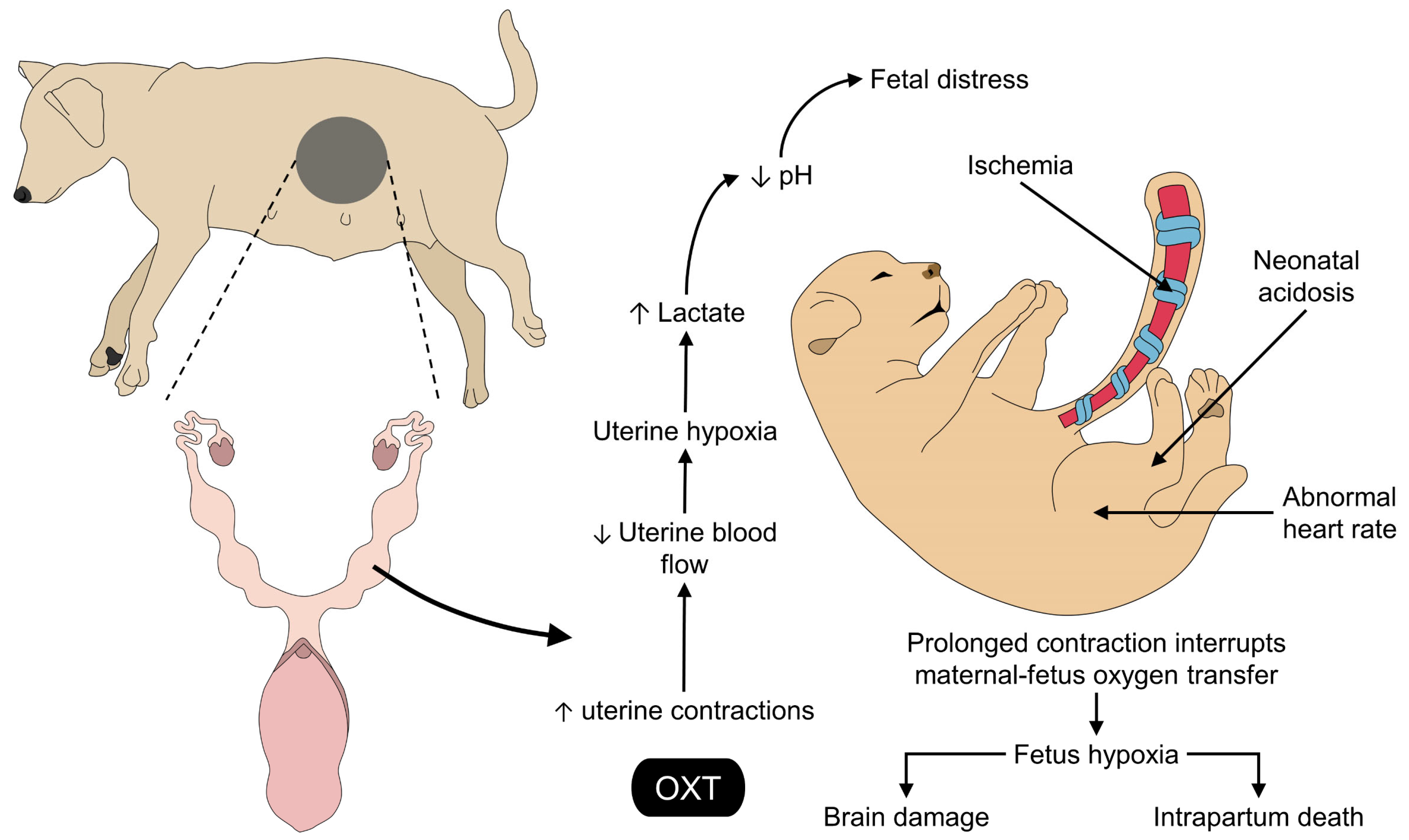 what does oxytocin do to dogs