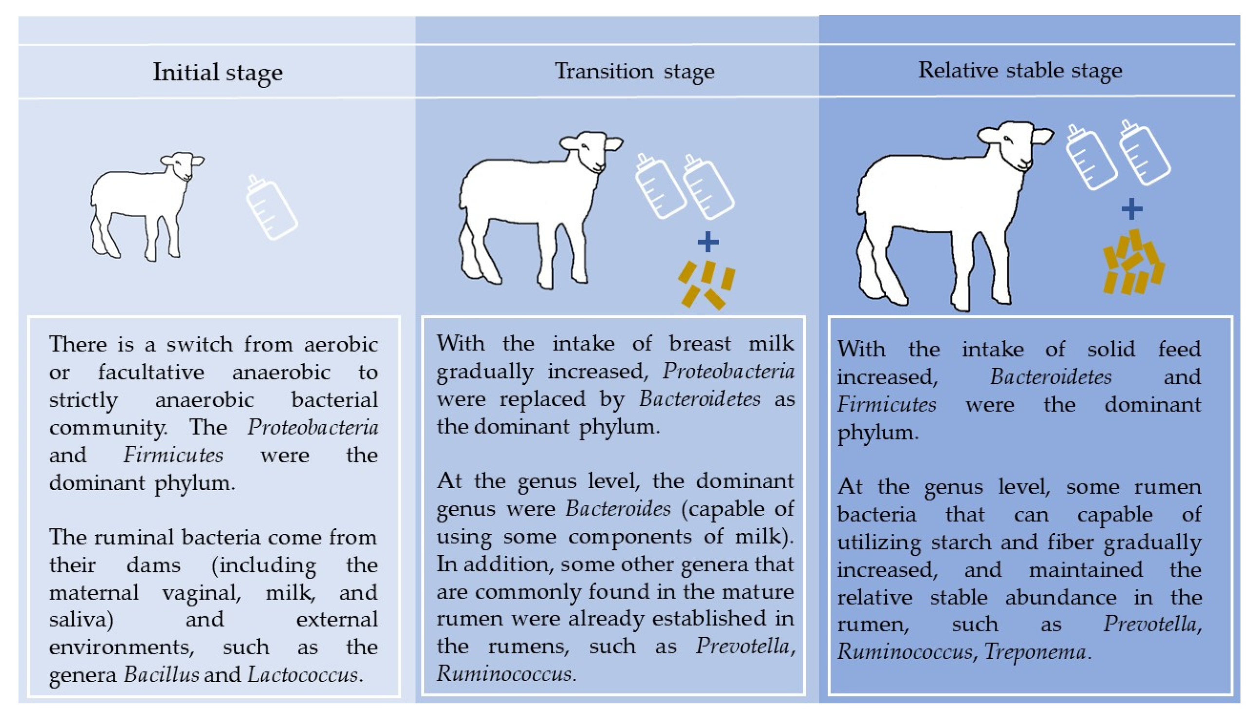 Animals | Free Full-Text | The Colonization of Rumen Microbiota and  Intervention in Pre-Weaned Ruminants