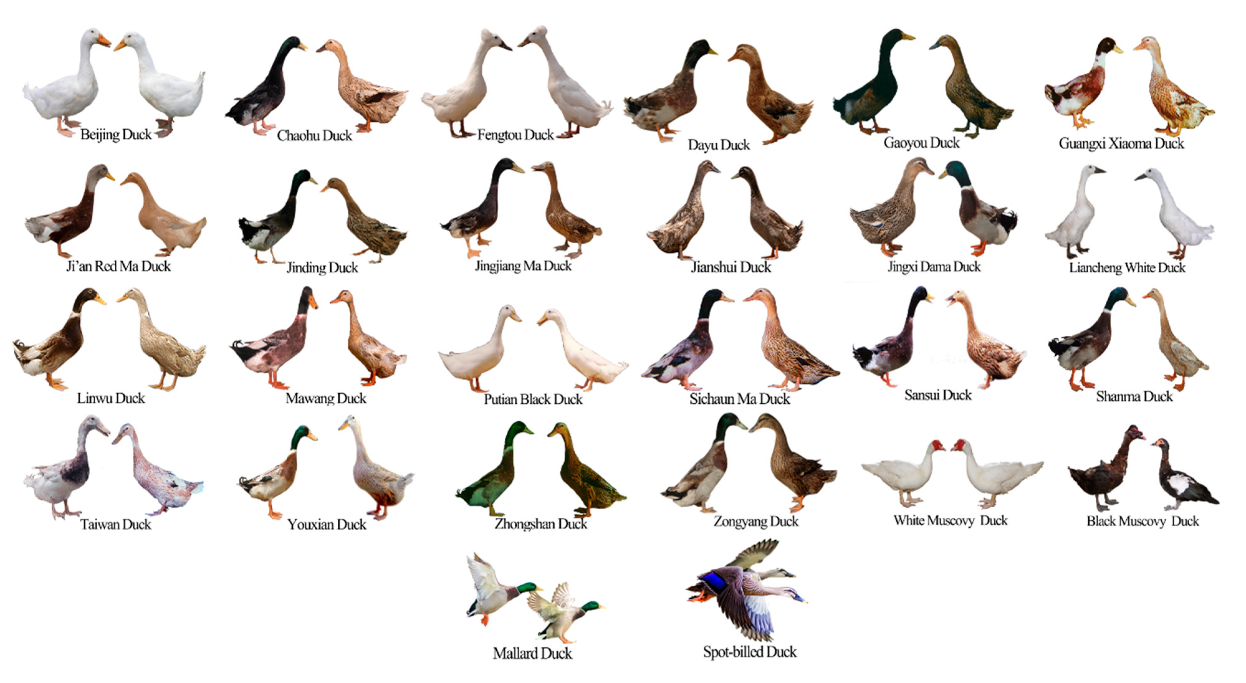 Animals Free Full-Text Chinese Domestic Ducks Evolved from Mallard Duck (Anas platyrhynchos) and Spot-Billed Duck (A photo