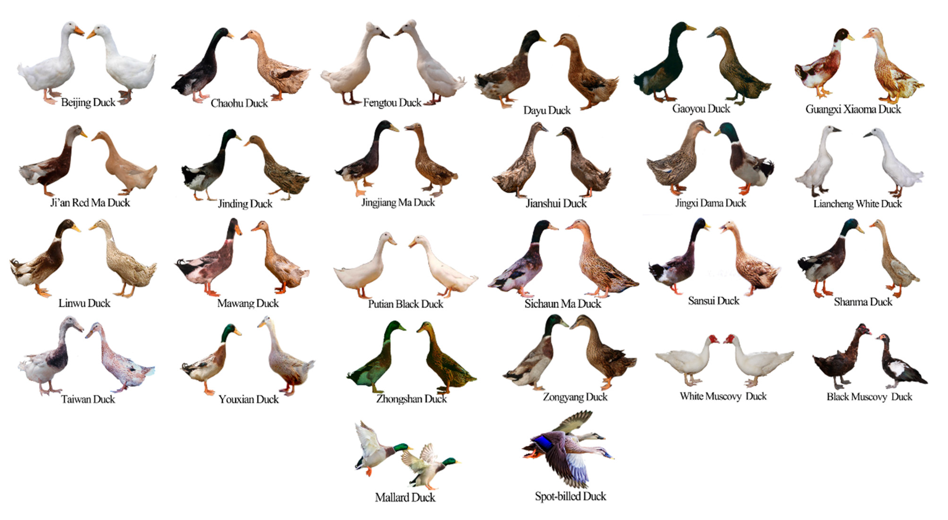 Chinese Domestic Ducks Evolved From Mallard Duck Anas Platyrhynchos Chinese Domestic Ducks Evolved From Mallard Duck Anas Platyrhynchos