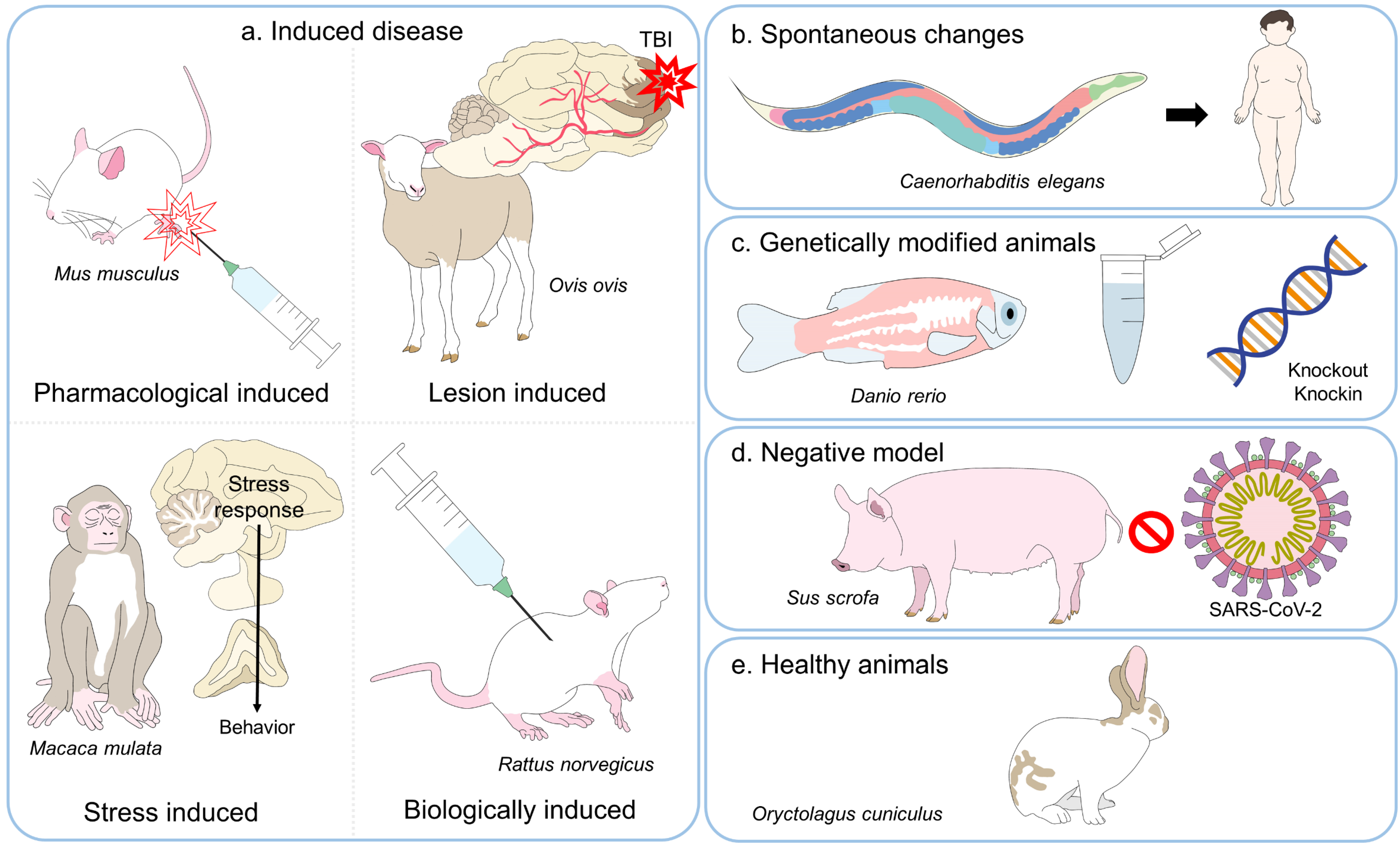 role of animal models in biomedical research a review