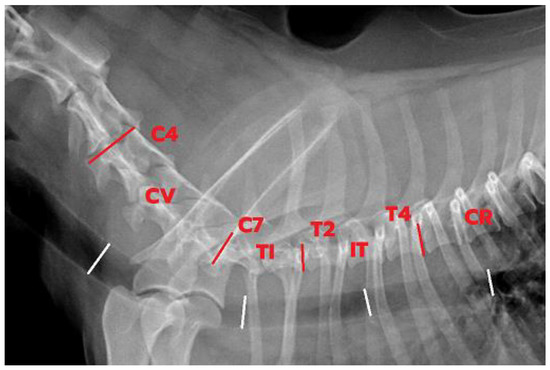 How To Treat Tracheal Irritation In Dogs