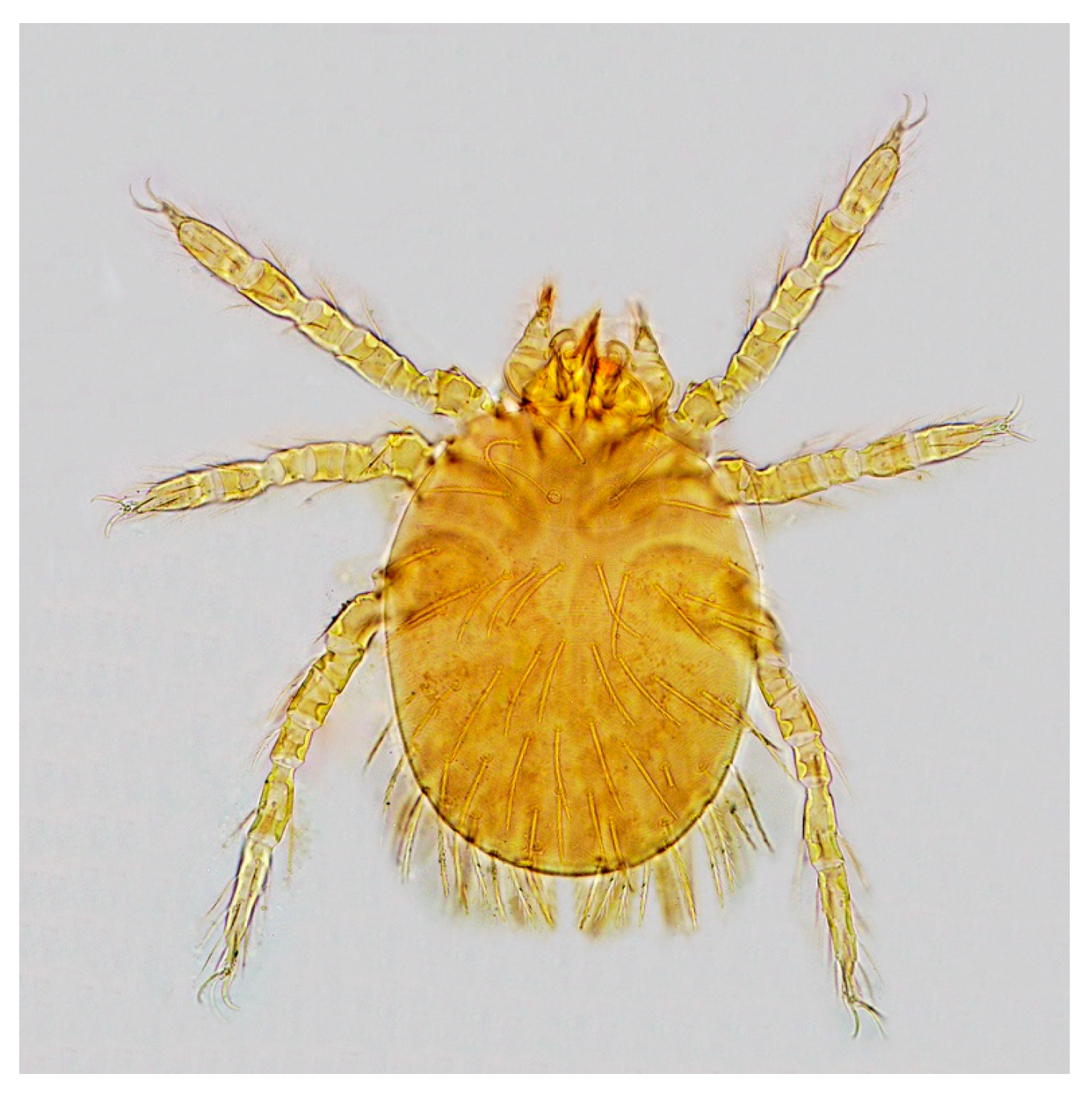 Comparison Of Chiggers Acari Trombiculidae Leeuwenhoekiidae On Two Comparison Of Chiggers Acari Trombiculidae Leeuwenhoekiidae On Two