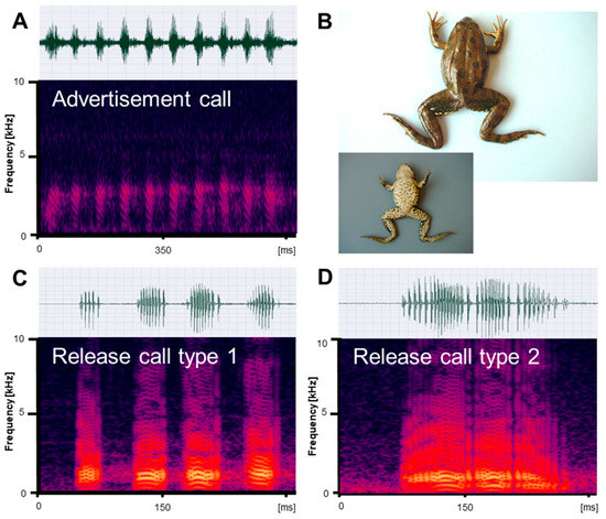 Animals | Free Full-Text | Diversity of Water Frogs Pelophylax spp. in