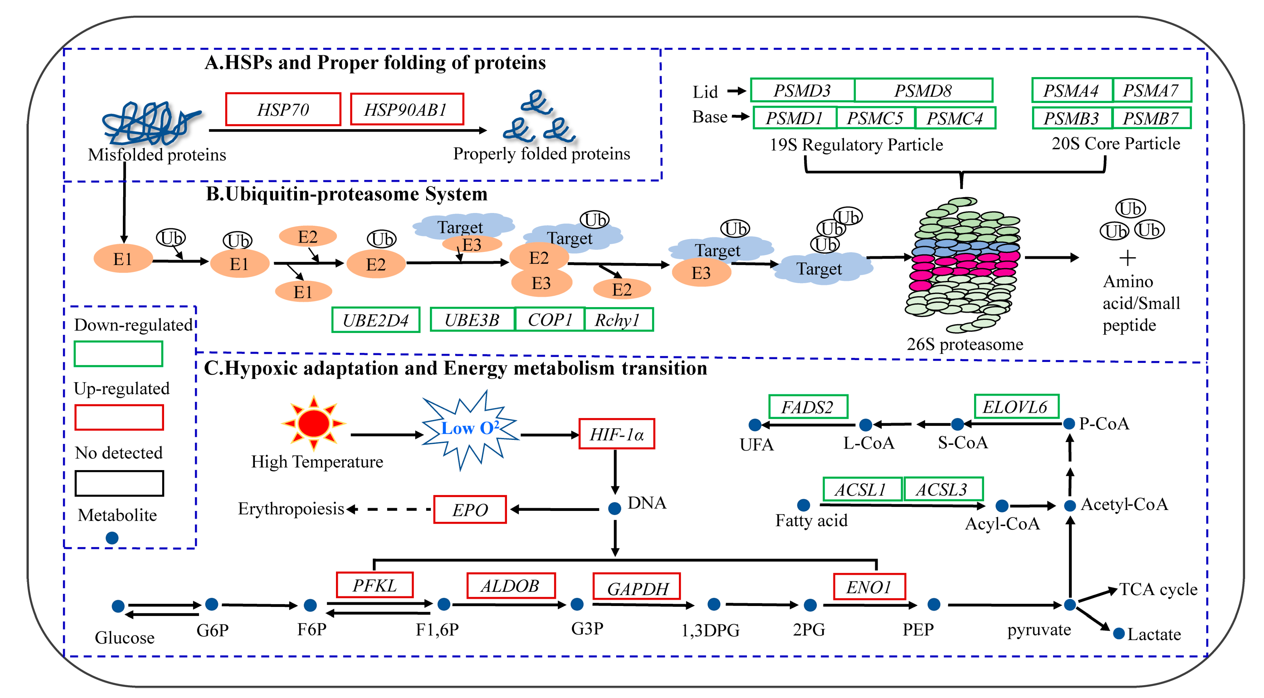 Transcriptomic Response of the Liver Tissue in Trachinotus