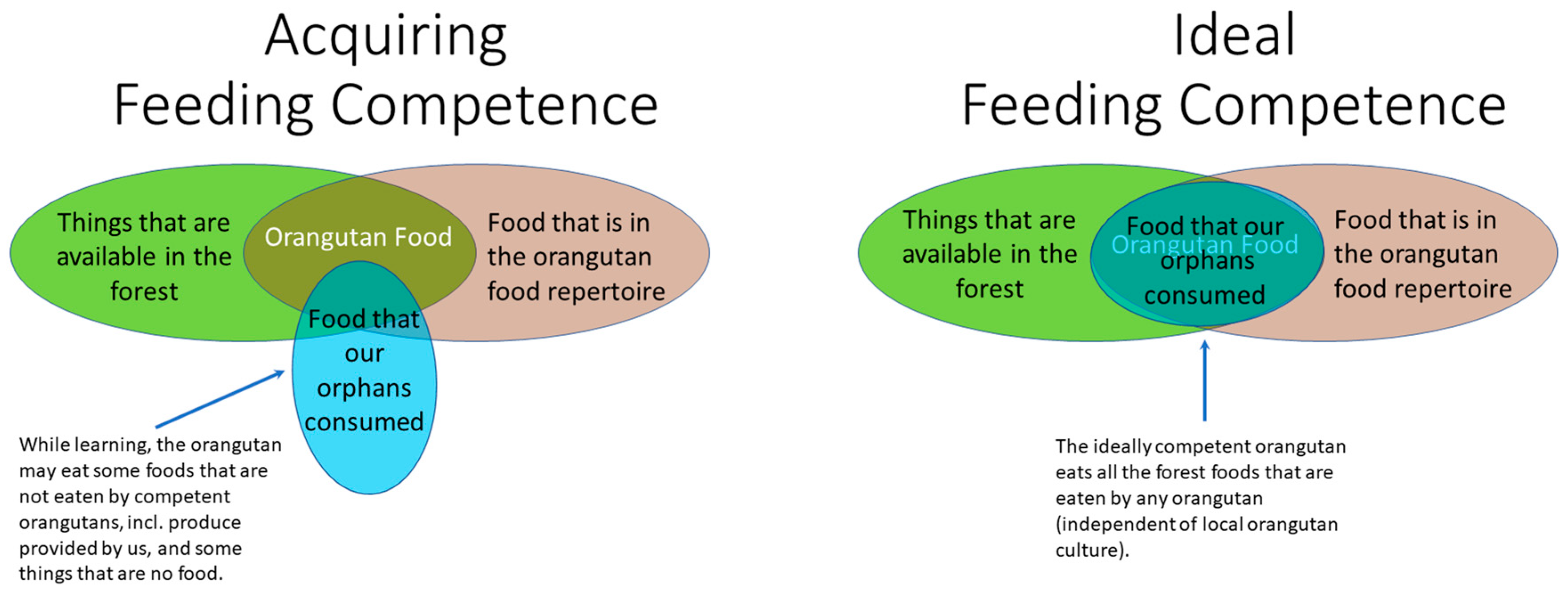 Animals Free Full-Text The Development of Feeding Competence in Rehabilitant Orphaned Orangutans and How to Measure It