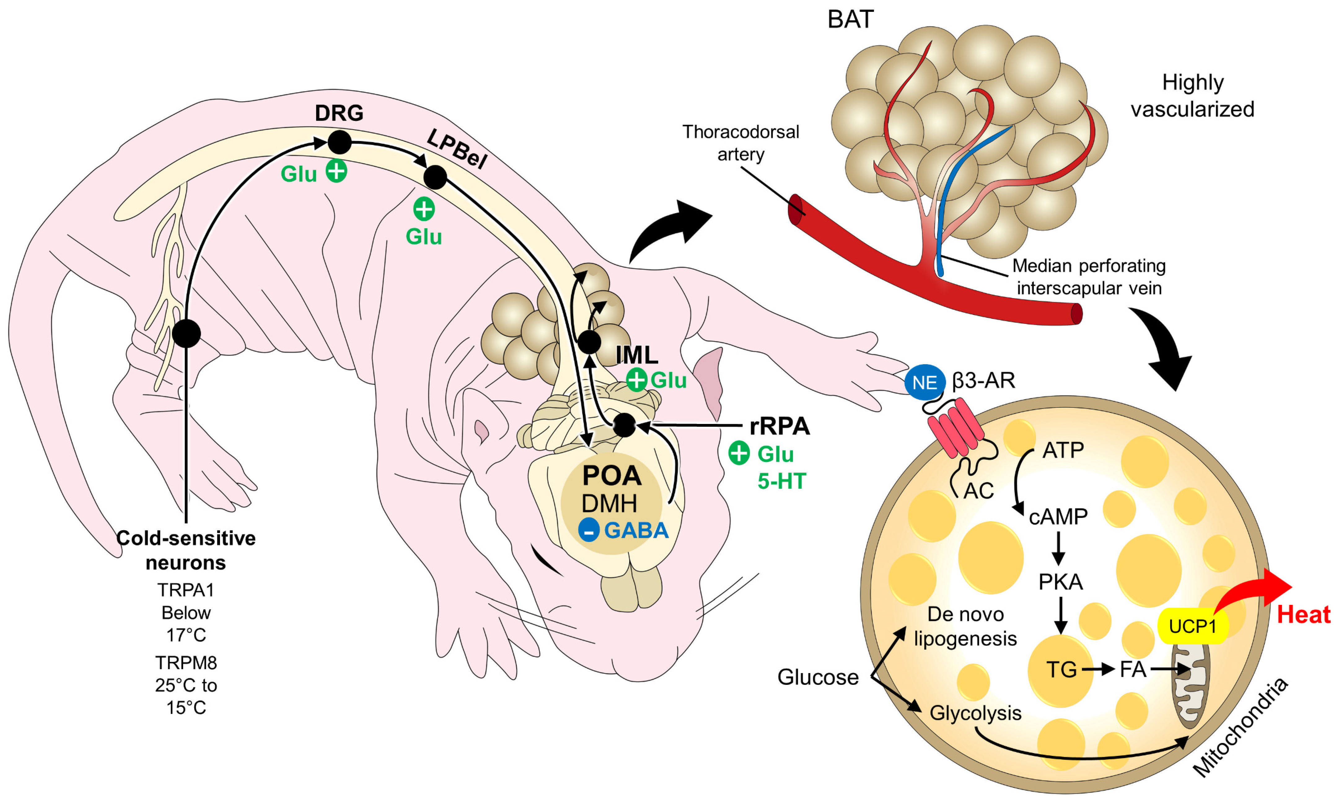 Animals | Free Full-Text | The Role of Brown Adipose Tissue and Energy  Metabolism in Mammalian Thermoregulation during the Perinatal Period