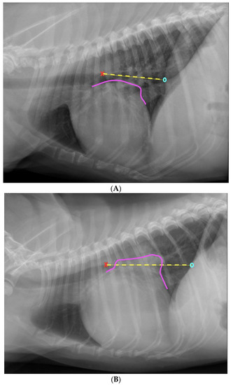 A Novel Standardized Method for Aiding to Determine Left Atrial Enlargement on Lateral Thoracic Radiographs in Dogs