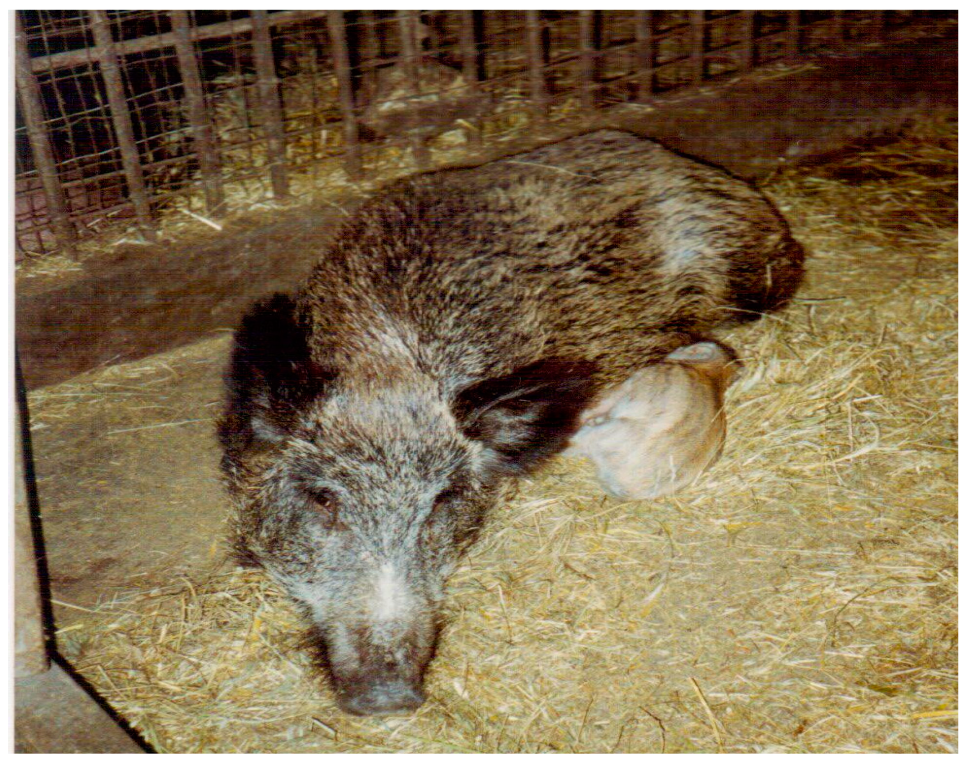 Animals | Free Full-Text | Use of Wild Boar (Sus scrofa) as a