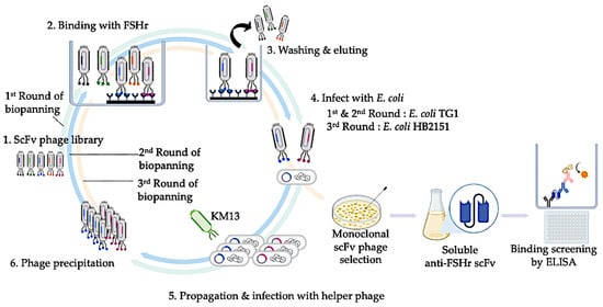 Animals | Free Full-Text | Impaired Testicular Function without ...