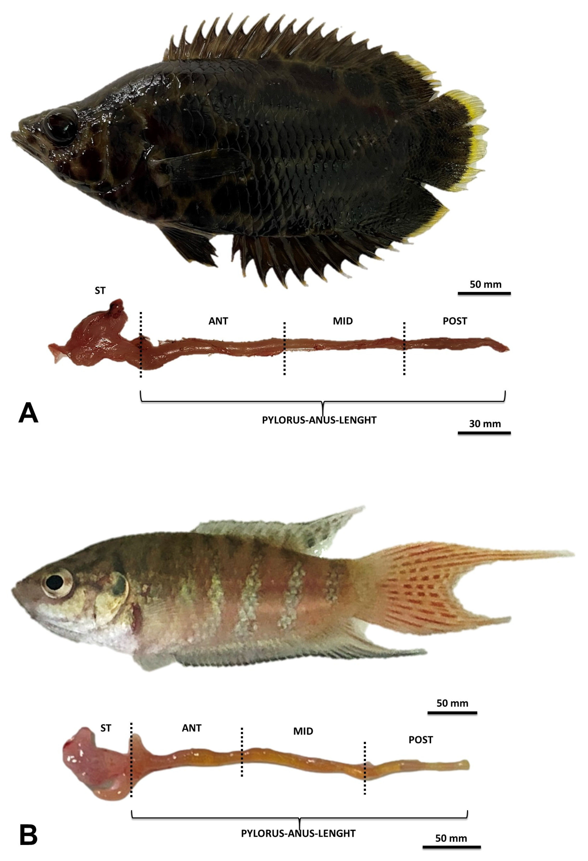 Animals Free Full-Text Comparative Morphology of the Digestive Tract of African Bush Fish (Ctenopoma acutirostre) and Paradise Fish (Macropodus opercularis) Inhabiting Asian and African Freshwaters