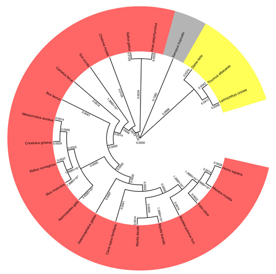 Animals | Free Full-Text | The Molecular And Function Characterization ...