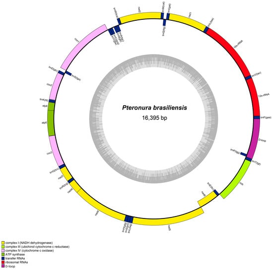 KRRORIGINAL 　 BOMBARDERO　GENOME Chromosome-level genome assembly of the predatory flower bug