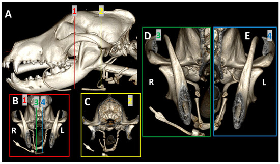 Skeleton, H: 120 cm, 300 g, White, 1 pc