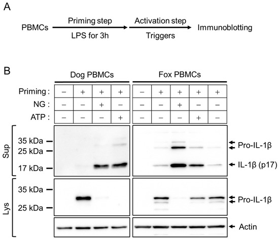 Characterization of Inflammasomes and Their Regulation in the Red Fox