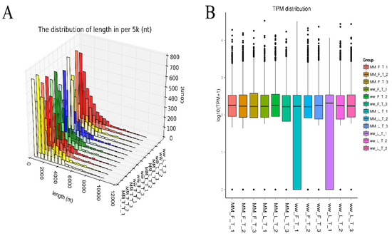 Transcriptome Analysis Reveals Differentially Expressed circRNAs Associated with Fecundity in Small-Tail Han Sheep Thyroid with Different FecB Genotypes