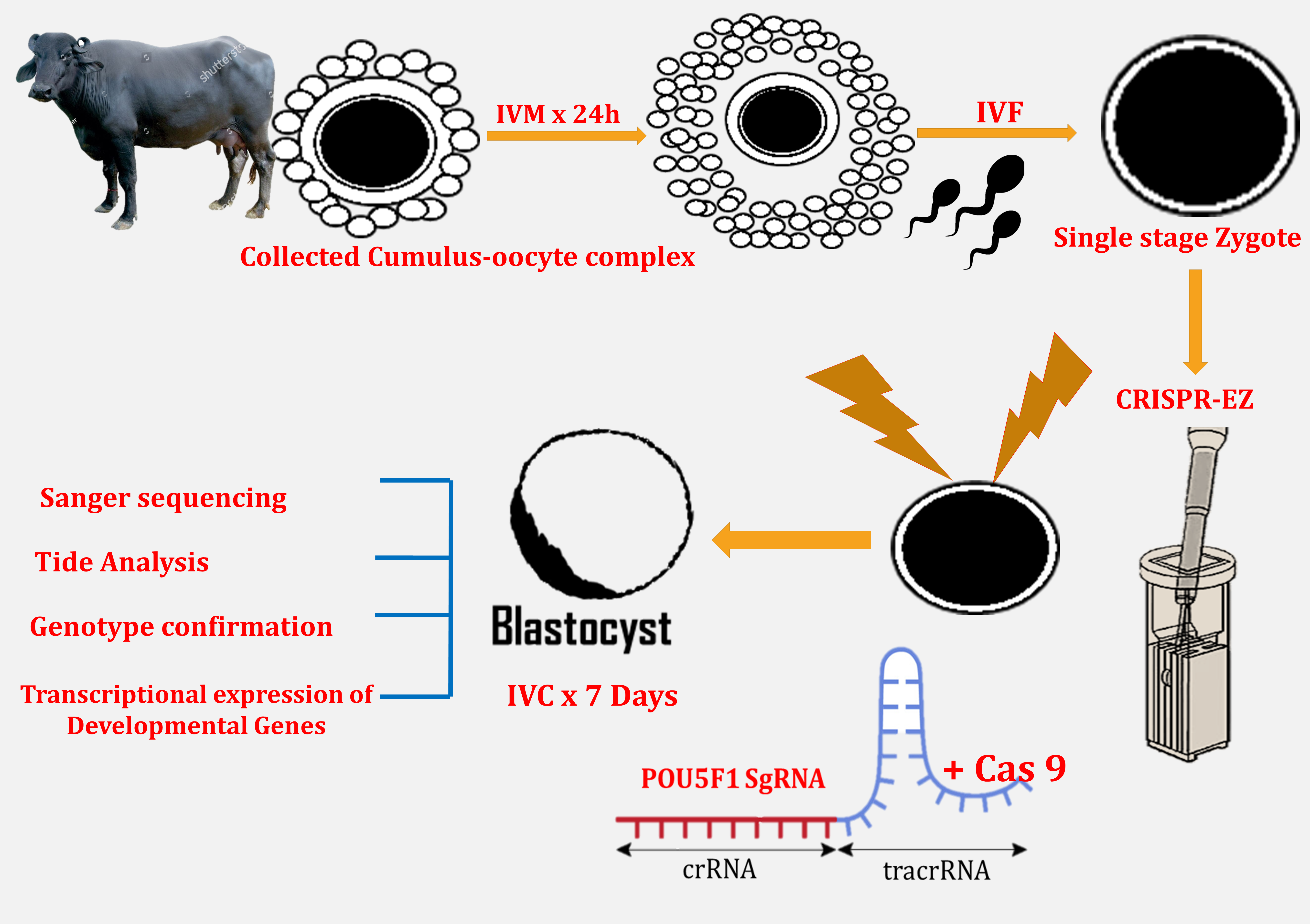 Animals | Free Full-Text | Optimising Electroporation Condition for  CRISPR/Cas-Mediated Knockout in Zona-Intact Buffalo Zygotes
