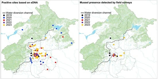 Animals | Free Full-Text | eDNA-Based Early Detection Illustrates Rapid Spread of the Non-Native Golden Mussel Introduced into Beijing via Water Diversion