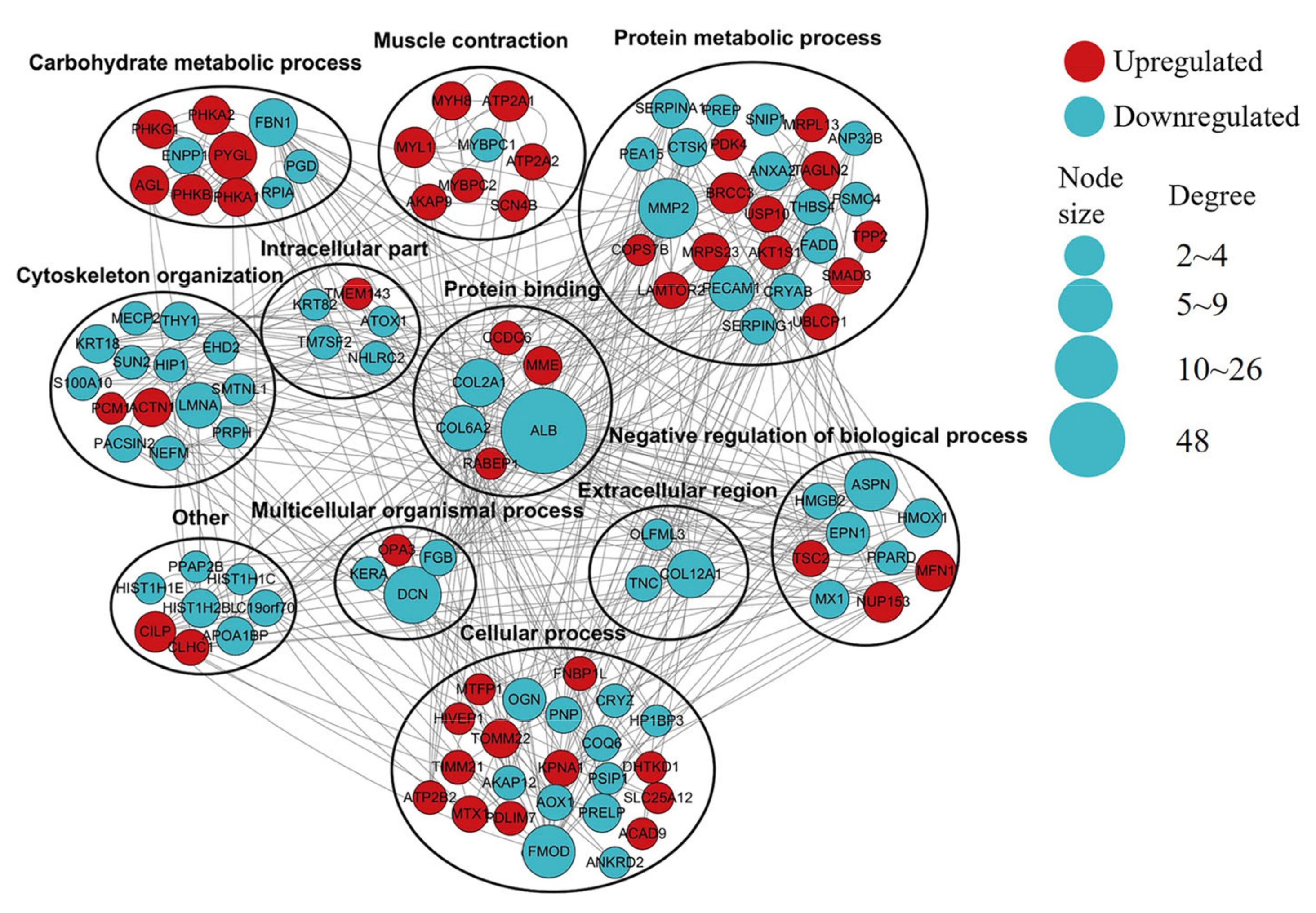 Animals Free Full Text Proteomic Analysis Reveals the Effects