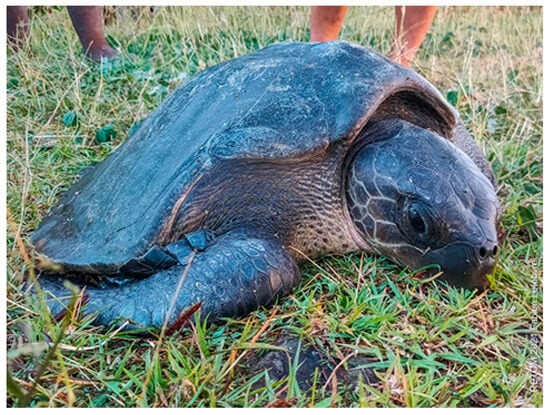 Animals | Free Full-Text | First Record of Kemp’s Ridley Sea Turtle ...