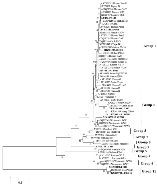 Animals | Free Full-Text | Epidemiology and Molecular Characterization ...