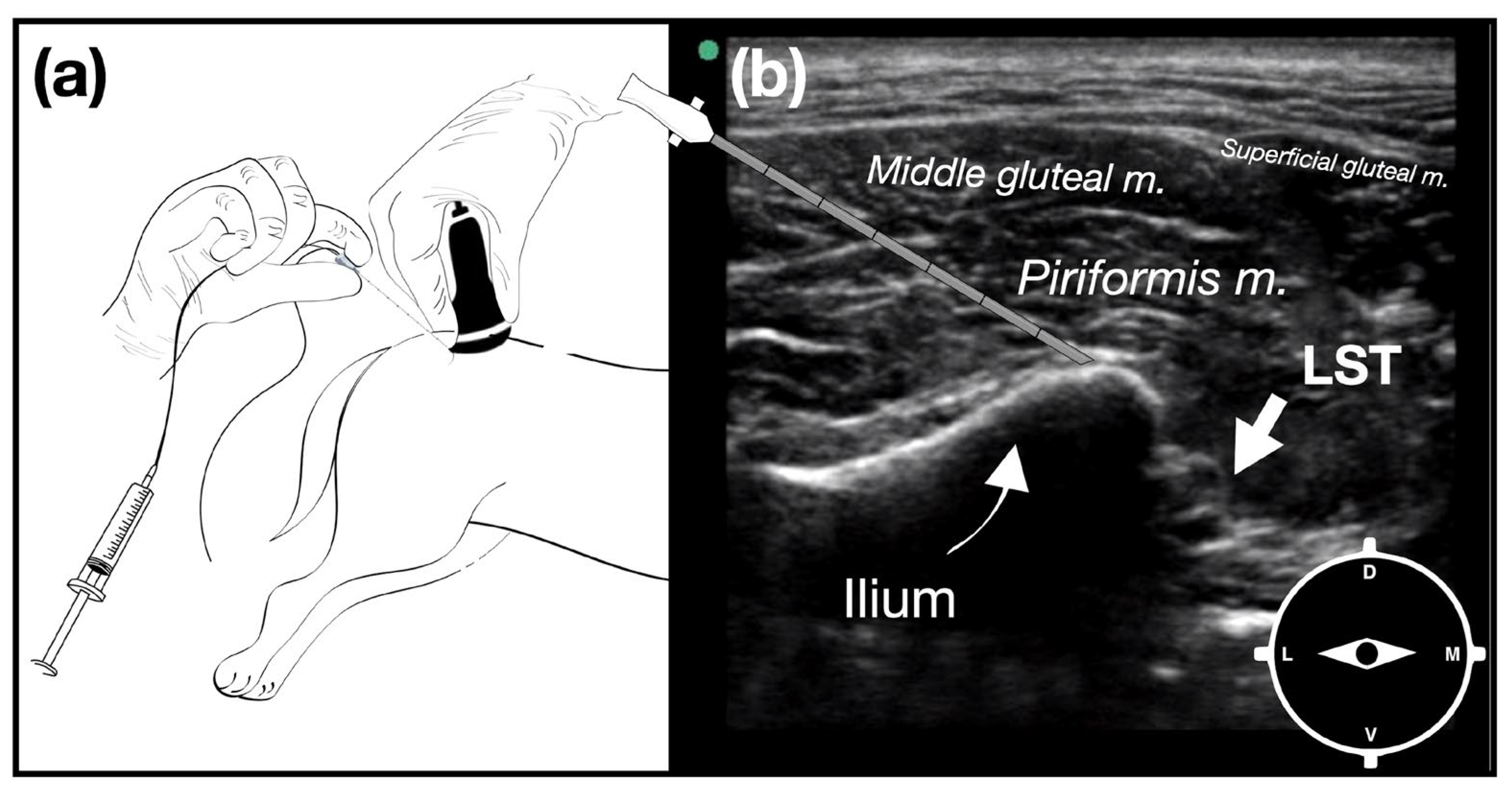 Animals | Free Full-Text | Ultrasound-Guided Greater Ischiatic Notch ...