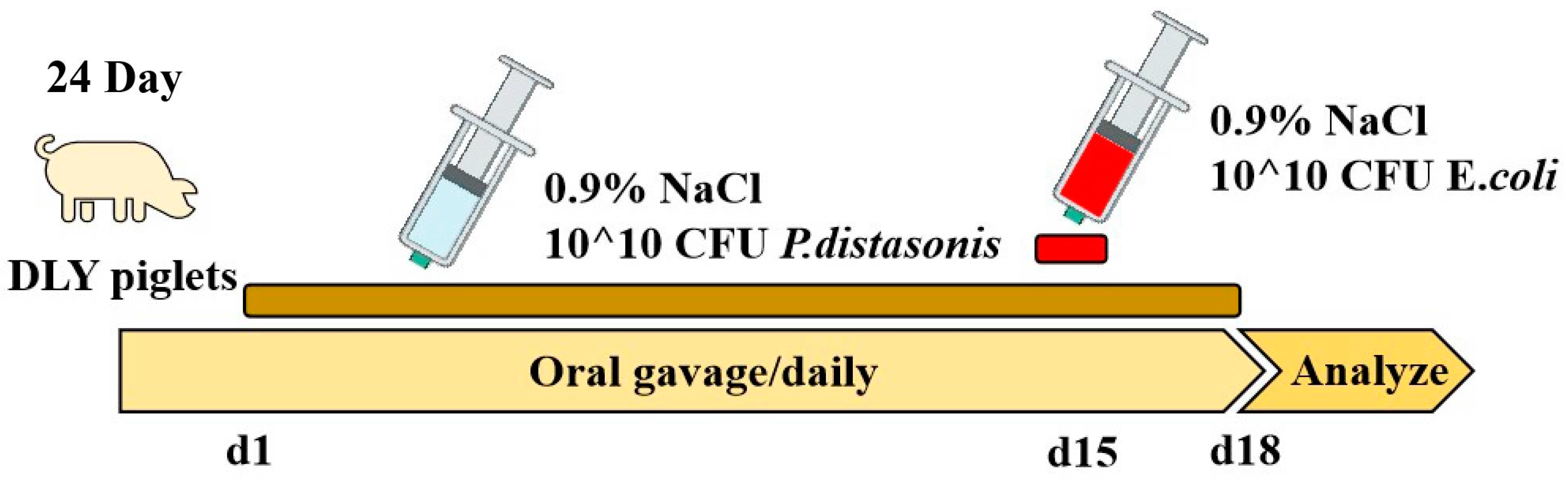 Animals | Free Full-Text | Ningxiang Pig-Derived Parabacteroides ...