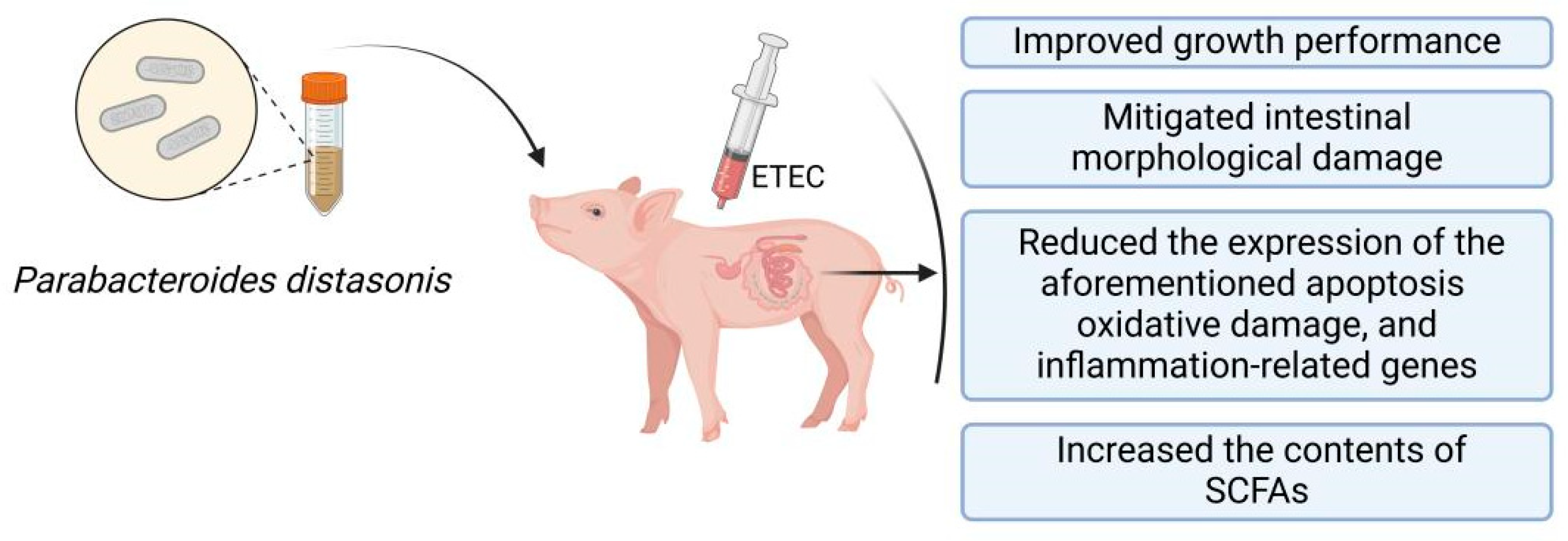 Animals | Free Full-Text | Ningxiang Pig-Derived Parabacteroides ...