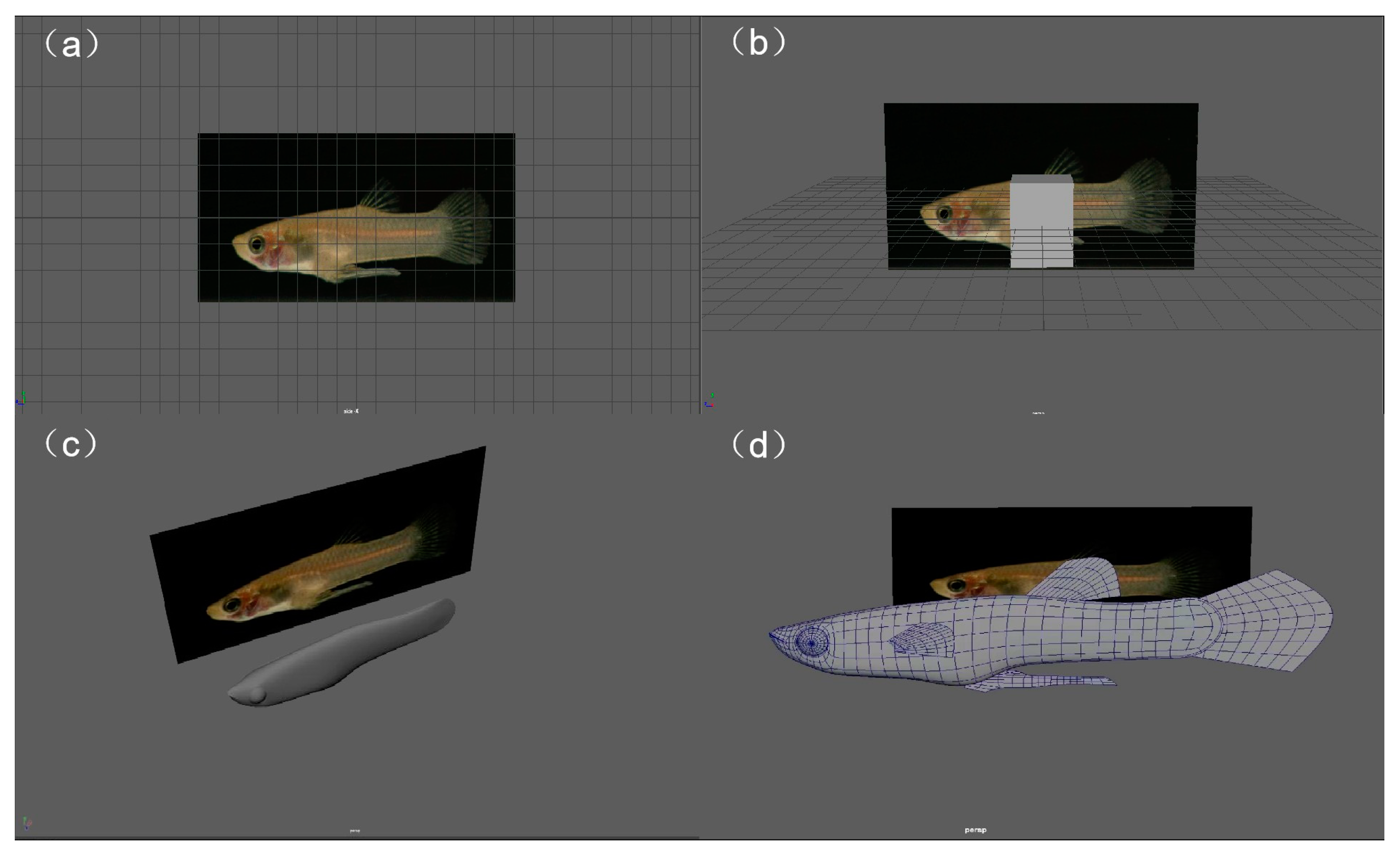 Mate Choice in Western Mosquitofish (Gambusia affinis) in Response 