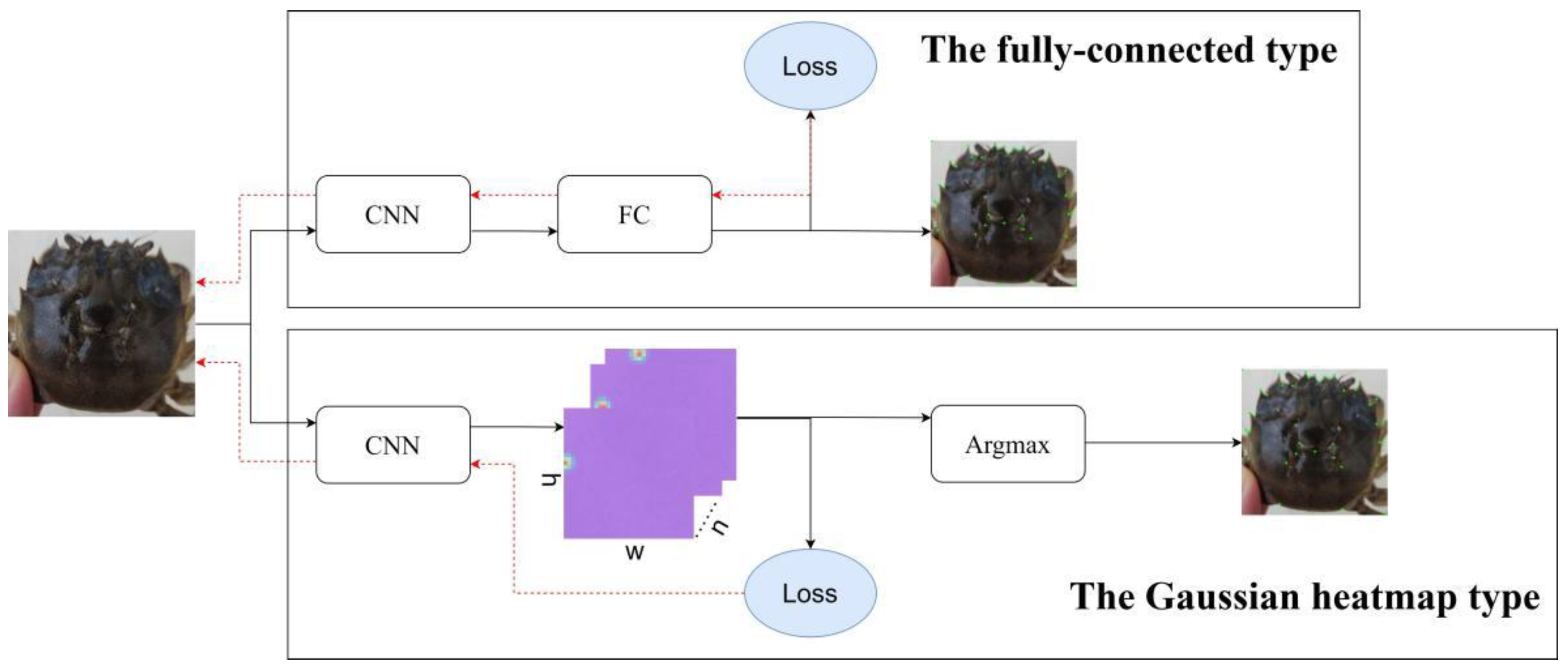 Enhancing Landmark Point Detection in Eriocheir Sinensis Carapace with ...