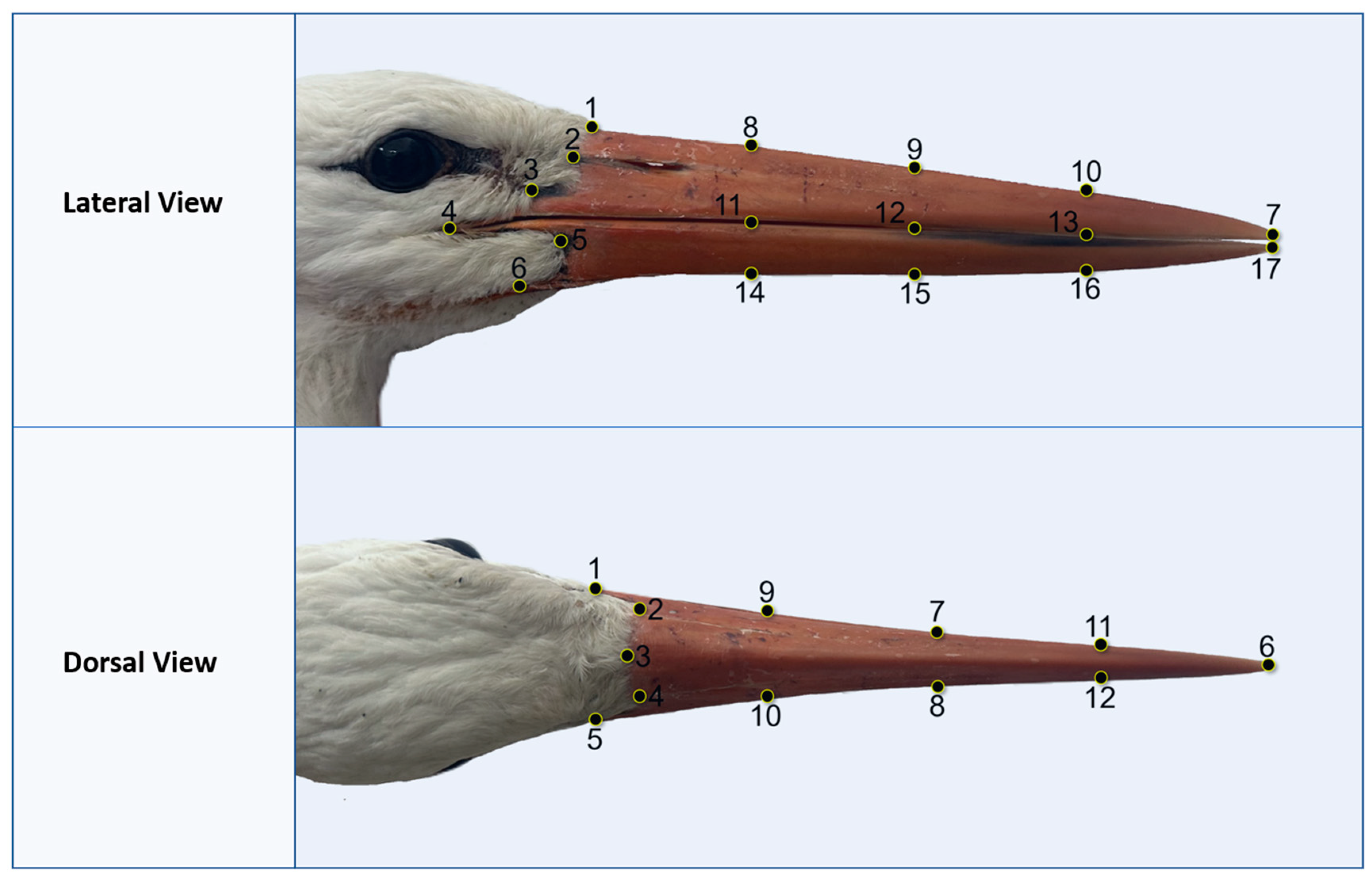 Geometric Morphometric Analysis Of Sexual Dimorphism In The Bill Of The Geometric Morphometric Analysis Of Sexual Dimorphism In The Bill Of The