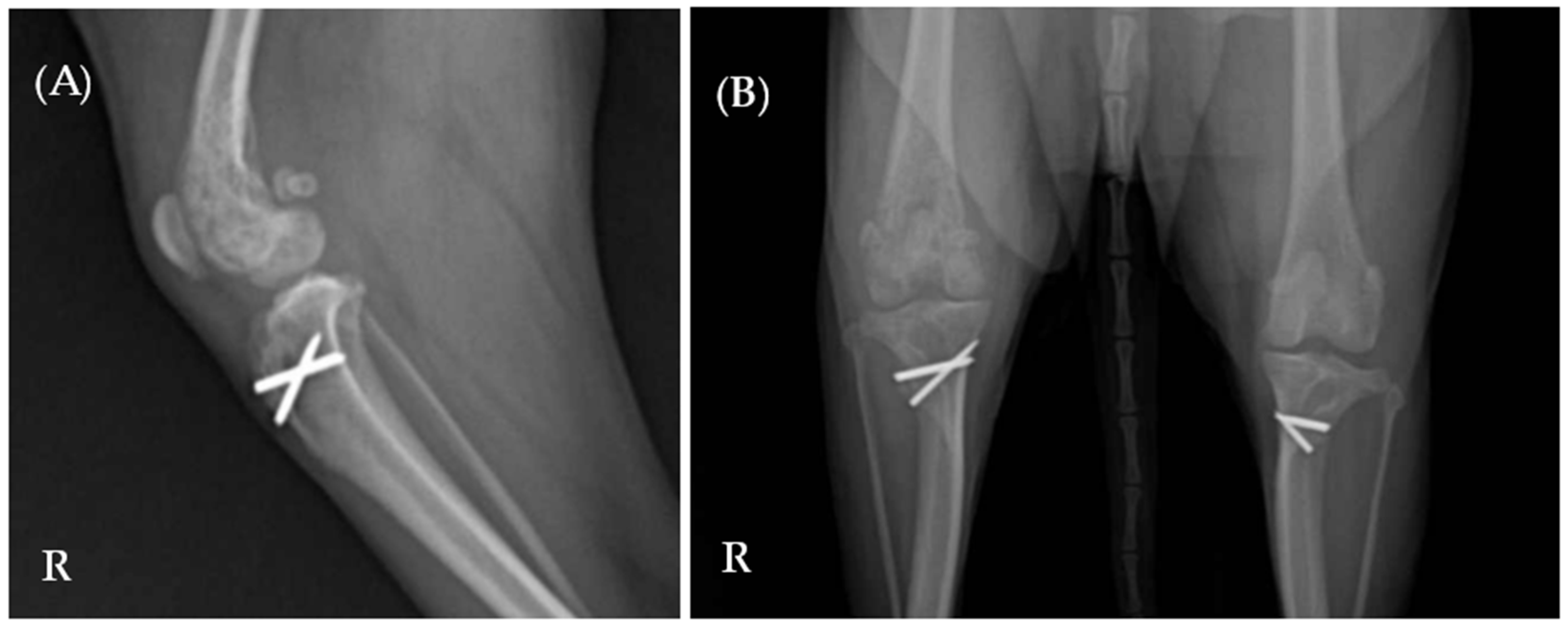 Diagnosis And Management Of Chronic Nonbacterial Osteomyelitis In A Dog Diagnosis And Management Of Chronic Nonbacterial Osteomyelitis In A Dog