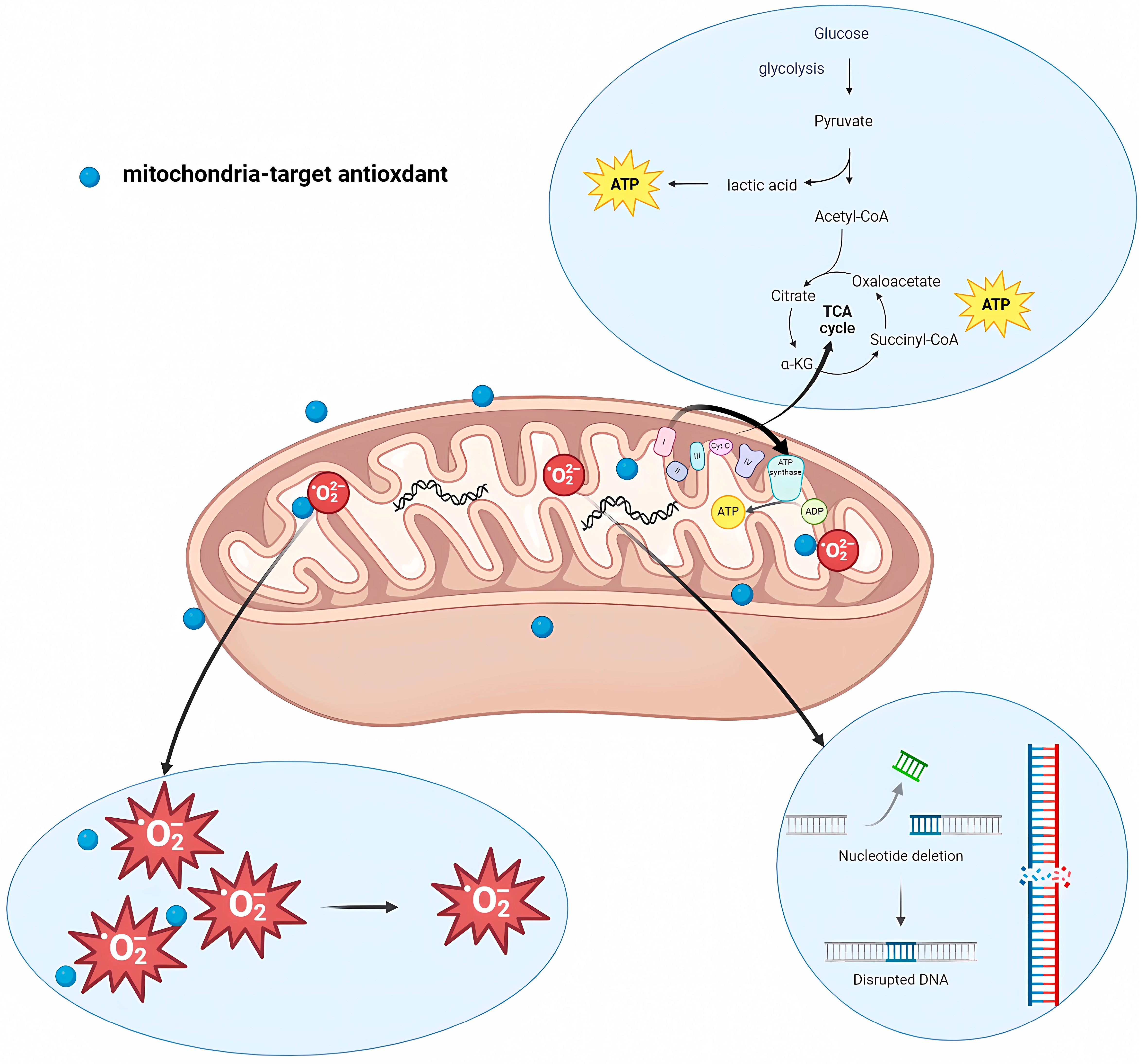 Mitochondrial Regulation of Spermatozoa Function: Metabolism