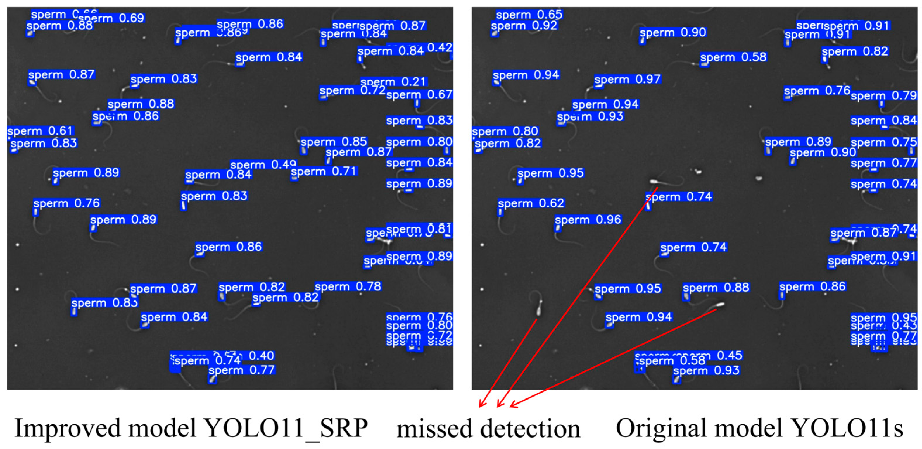 A Novel Lightweight Deep Learning Model for Boar Sperm Head Detection ...