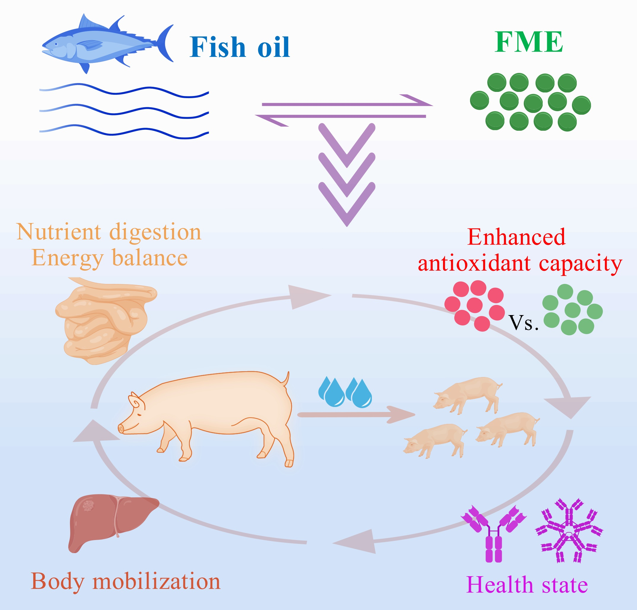 Dietary Fish Oil and a Flavor and Multi-Enzyme Complex Supplementation ...