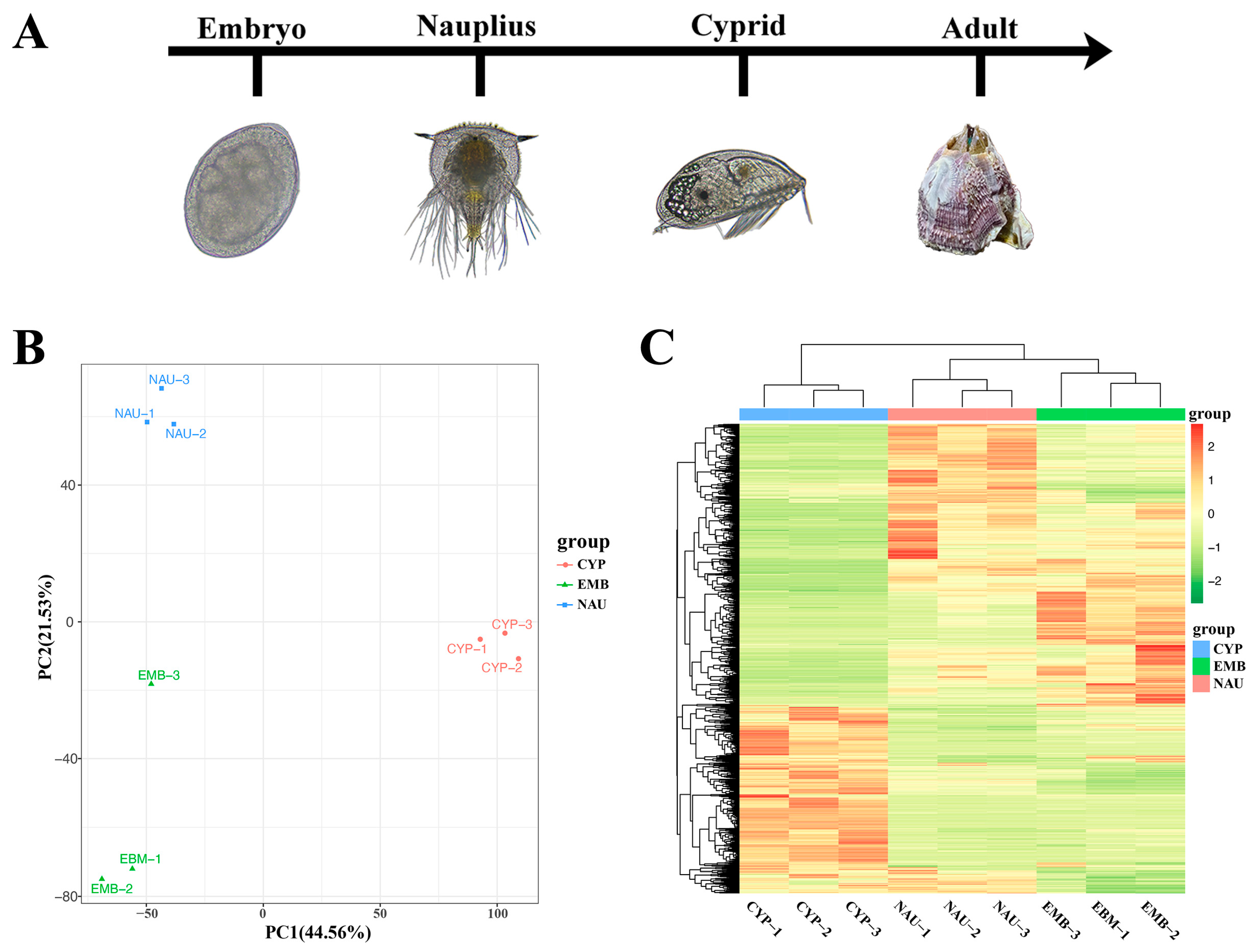 Comprehensive Analysis of Metabolome and Transcriptome Reveals ...