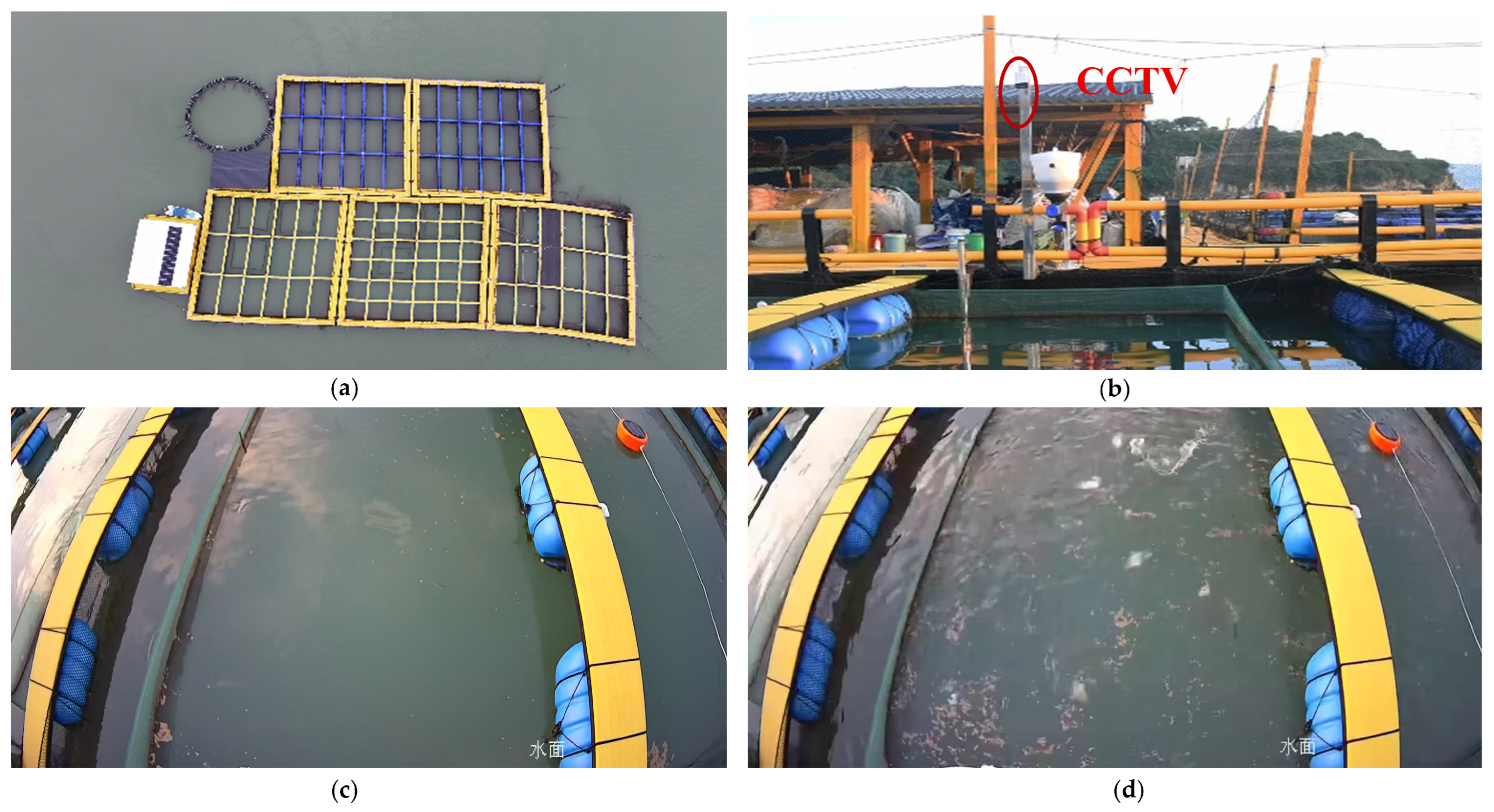 A Lightweight YOLO-PEGA-Based Method for Quantifying Fish Feeding Intensity