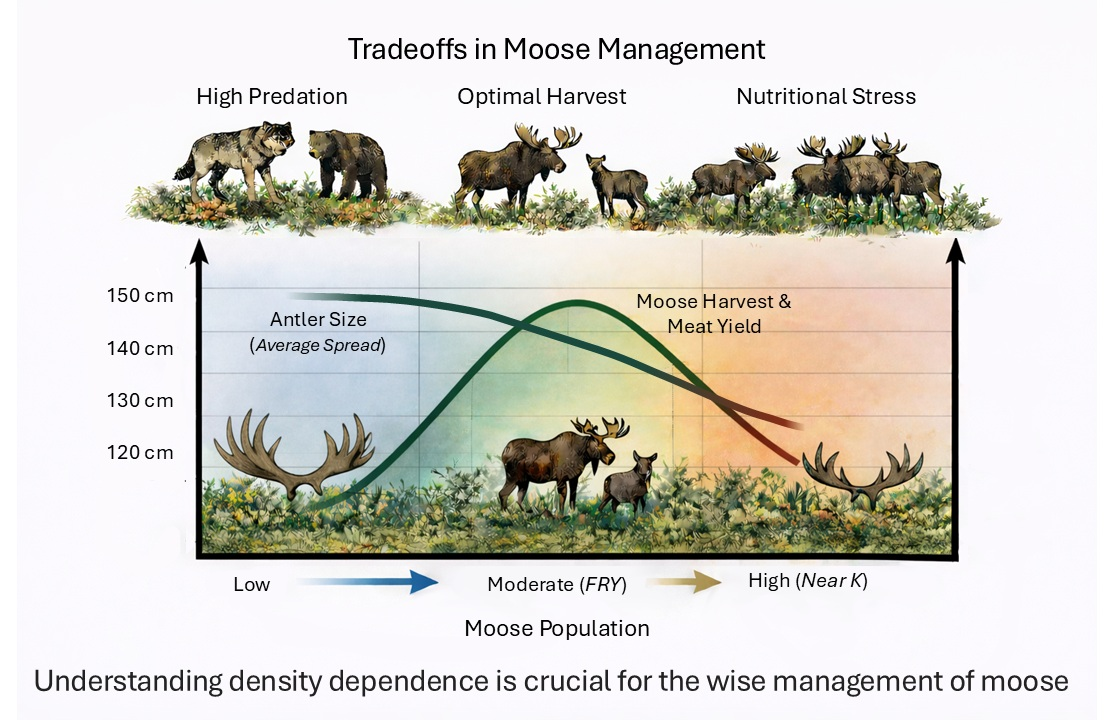 Predator Control Definition Tradeoffs Among Predator Control, Moose Harvests, and Trophy Antlers ...