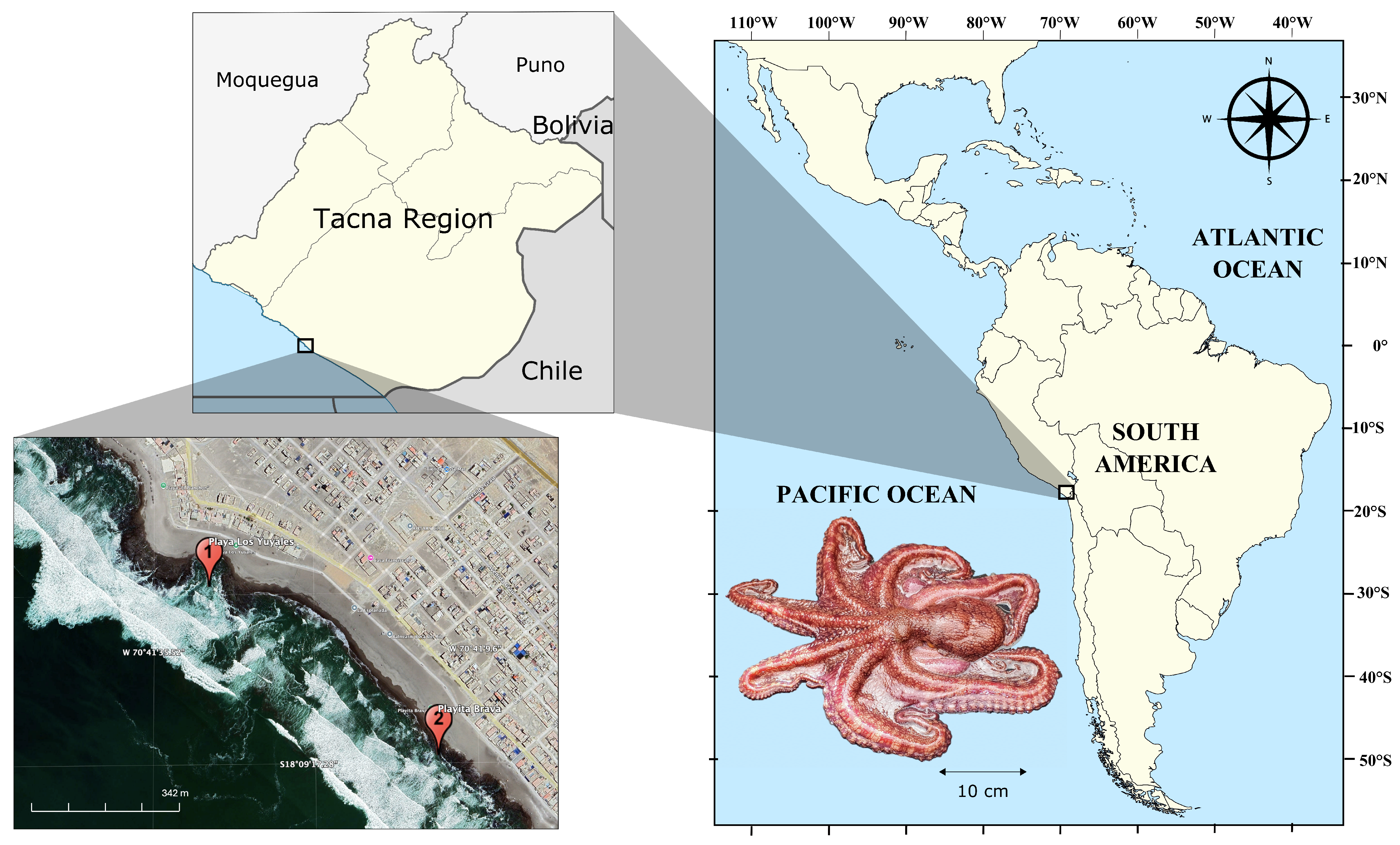 Octopus Mid Map First Reproduction of Octopus mimus Under Controlled Aquaculture ...