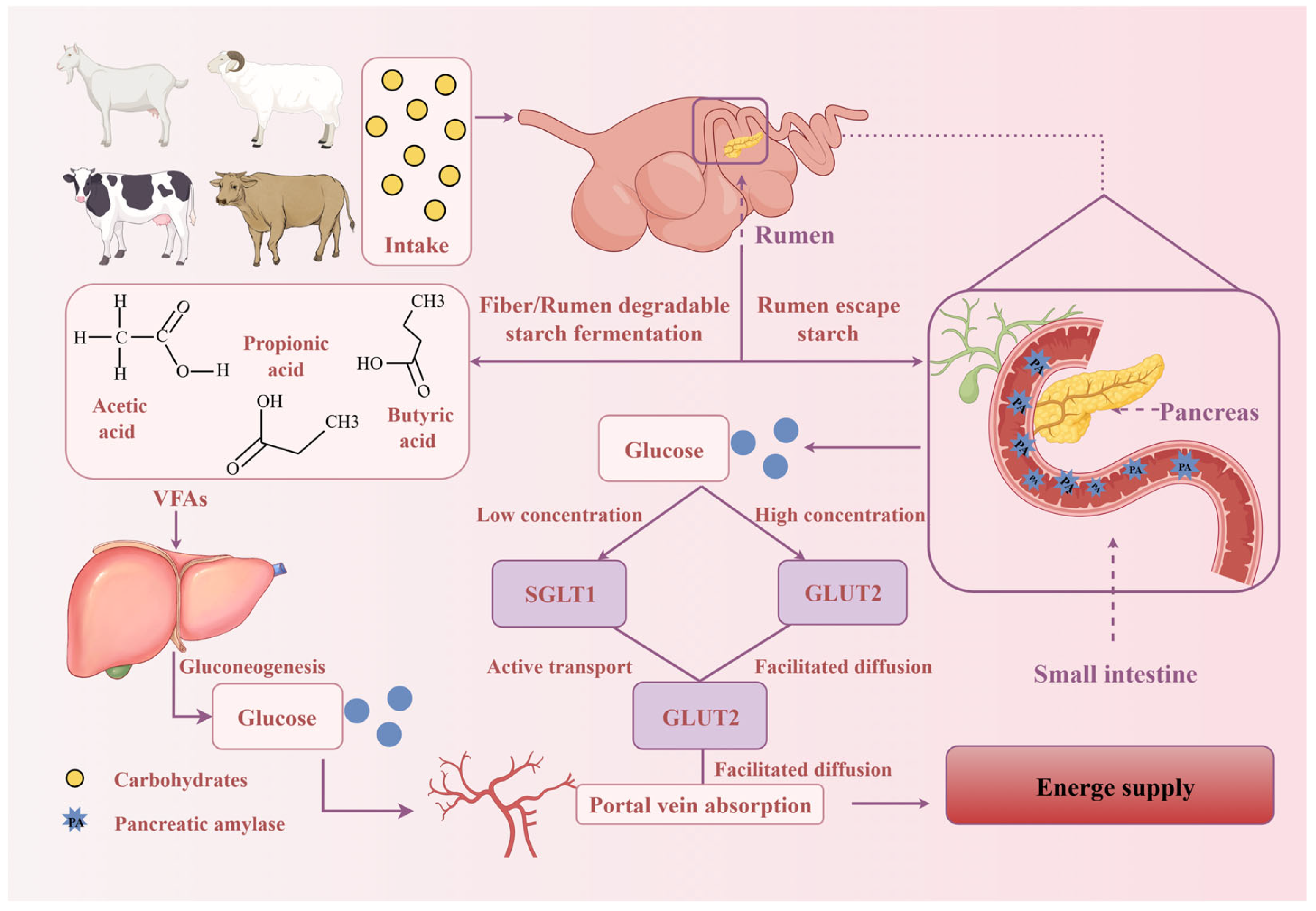 Advances in Intestinal Glucose Absorption Regulation for Ruminant ...