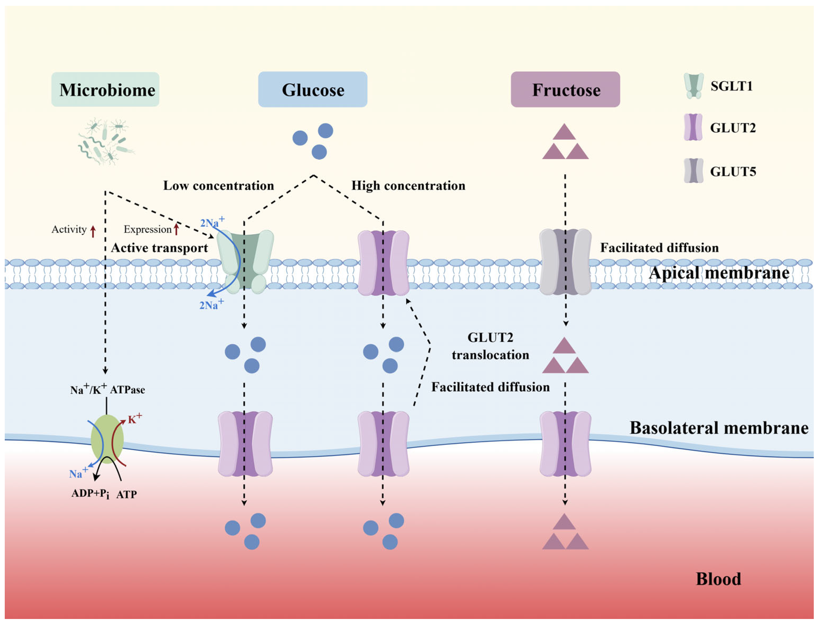 Advances in Intestinal Glucose Absorption Regulation for Ruminant ...