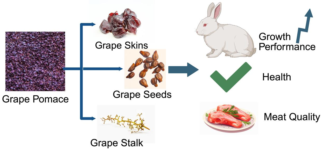 Functional Effects of Dietary Grape By-Products on Rabbit Health ...