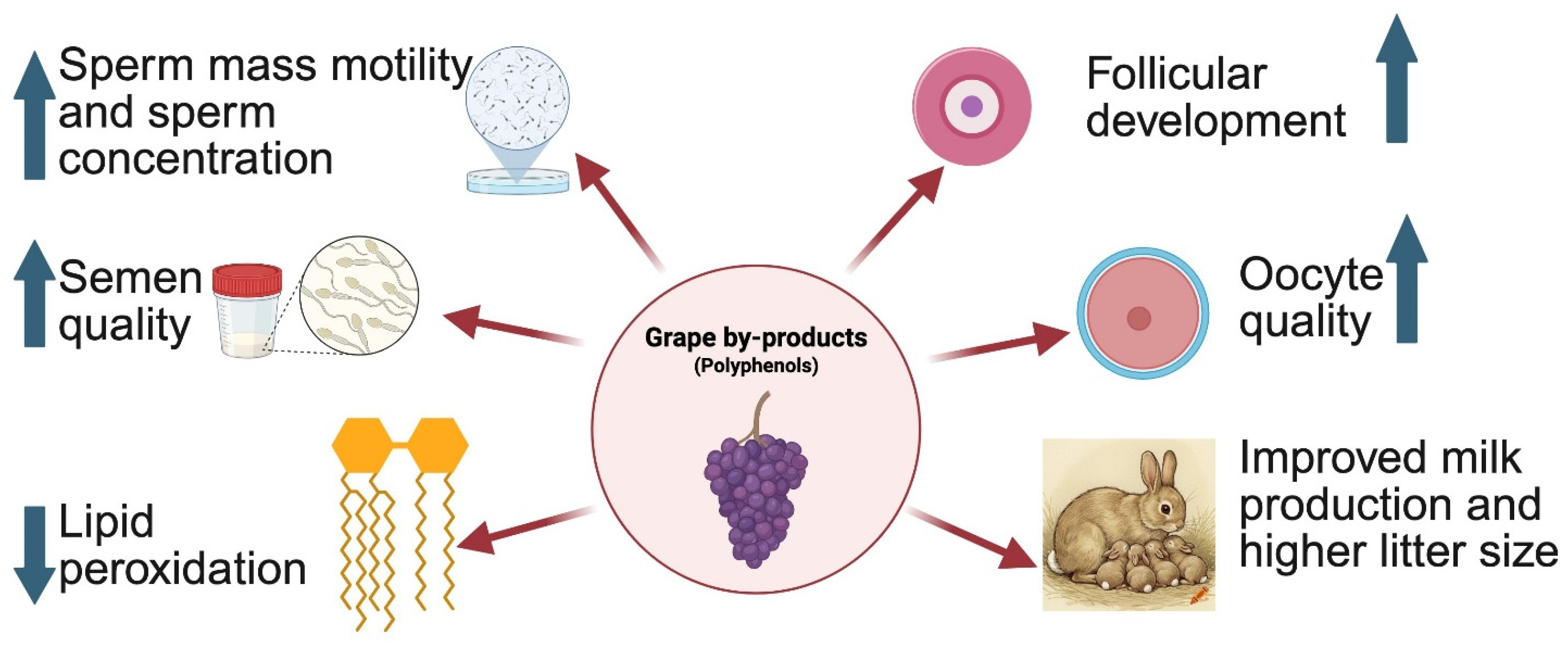 Functional Effects of Dietary Grape By-Products on Rabbit Health ...