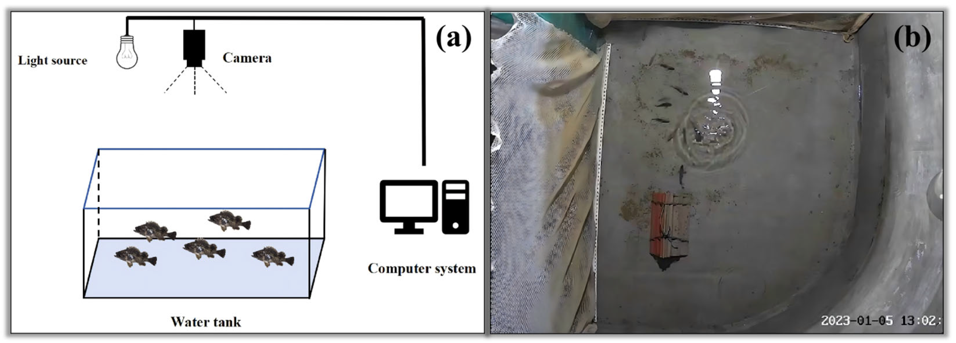 Edge-Deployable Fish Feeding-State Quantification and Recognition via ...