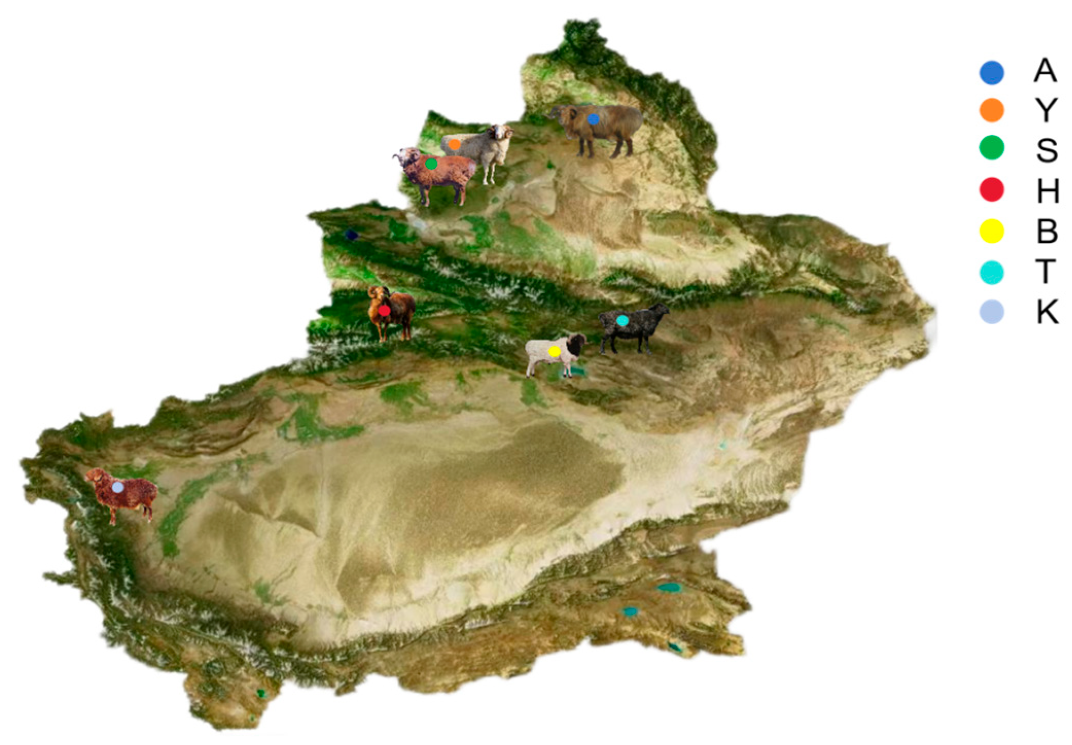 Genetic Structure and Selective Signature Analysis of Xinjiang Local ...