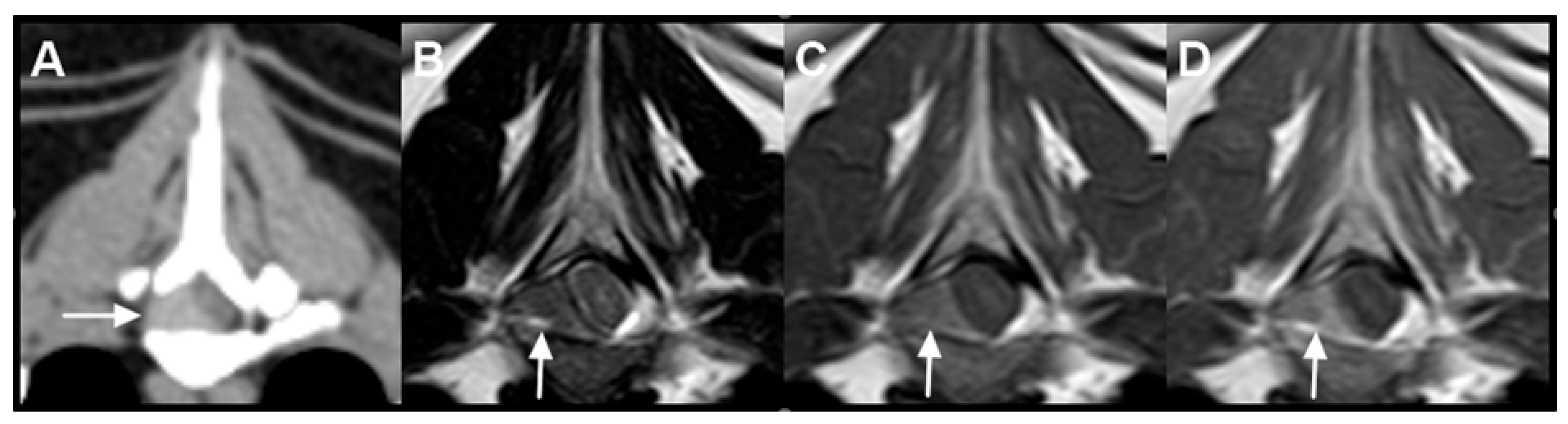 Multicentric Round Cell Neoplasia with Plasmacytic Differentiation in a ...