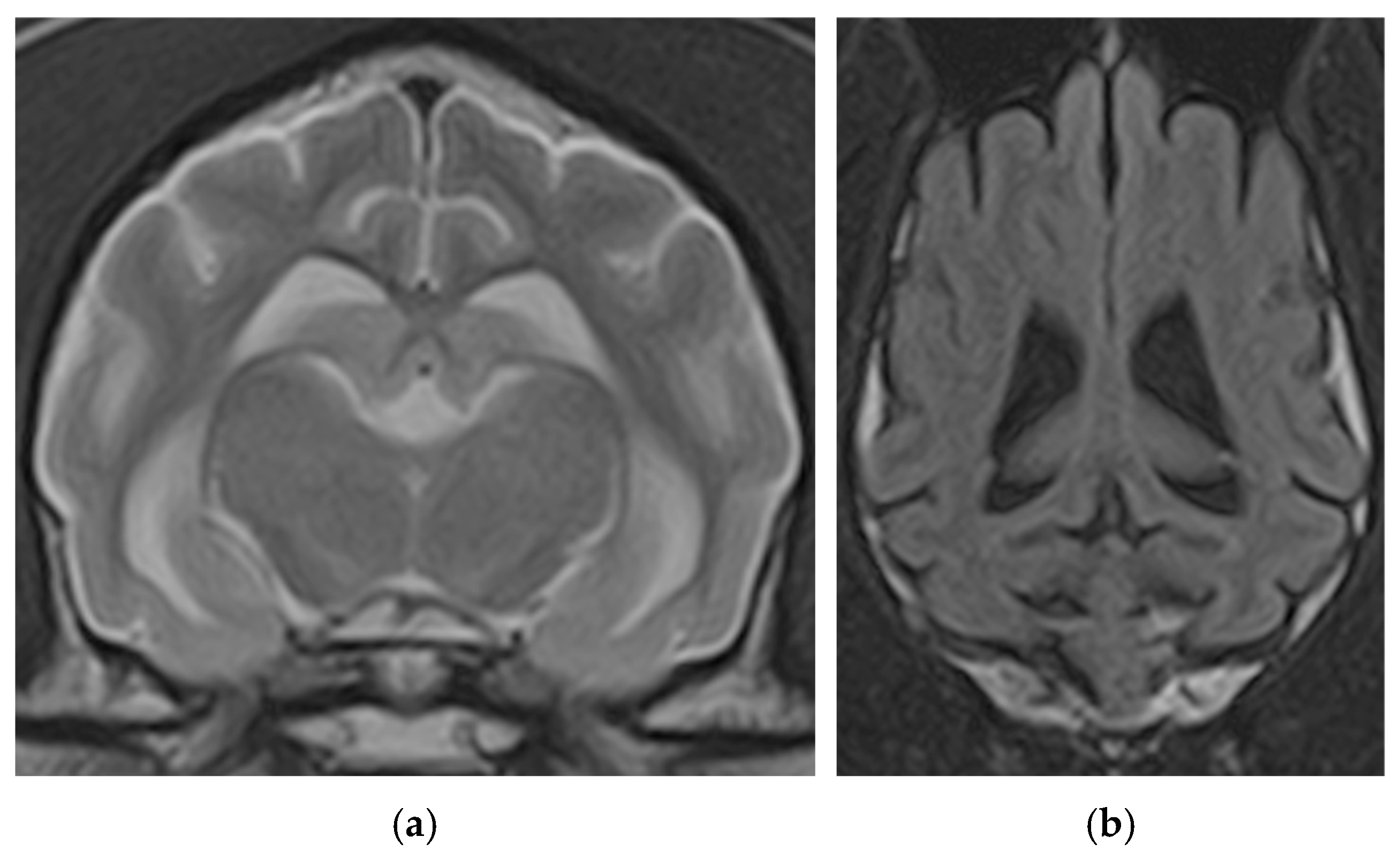 Evidence-Based Clinical Management of Canine Cognitive Dysfunction ...