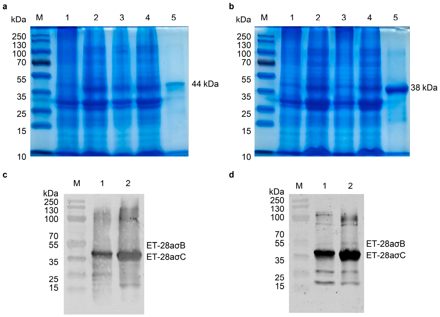 Development of a Highly Sensitive ELISA for Detecting Antibodies ...