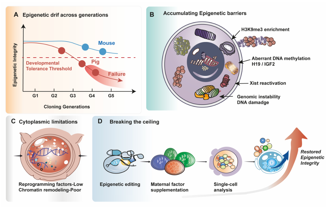 Epigenetic Drift and the Generational Limit of Serial Somatic Cell ...