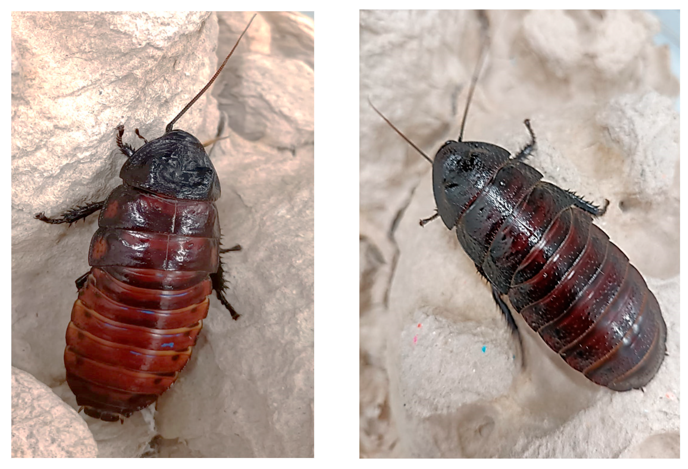 Cockroaches as an Emerging Invertebrate Model in Bioscience Research ...